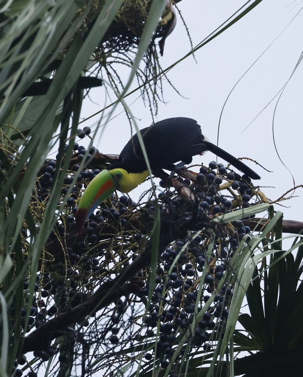 Fischertukan - ML645527102