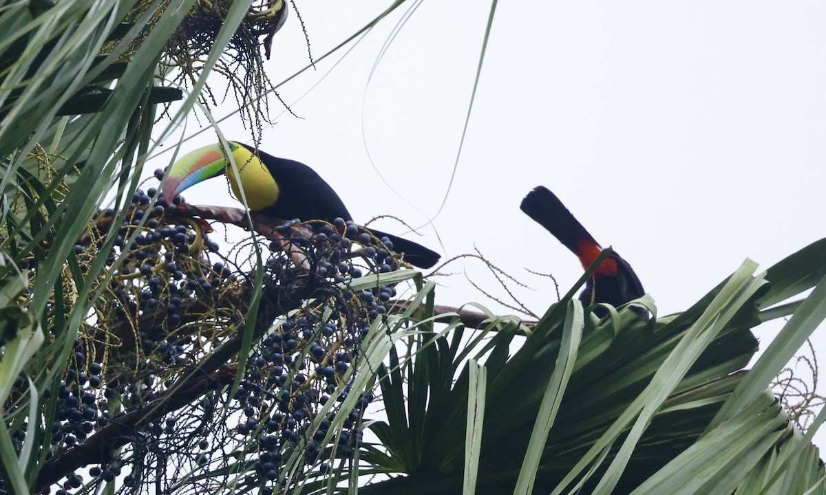 Fischertukan - ML645527103