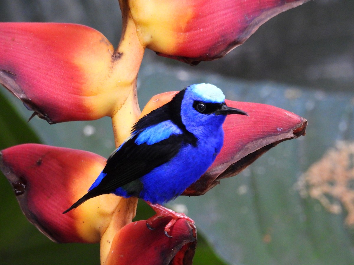 Танагра-медоїд бірюзова - ML645527104