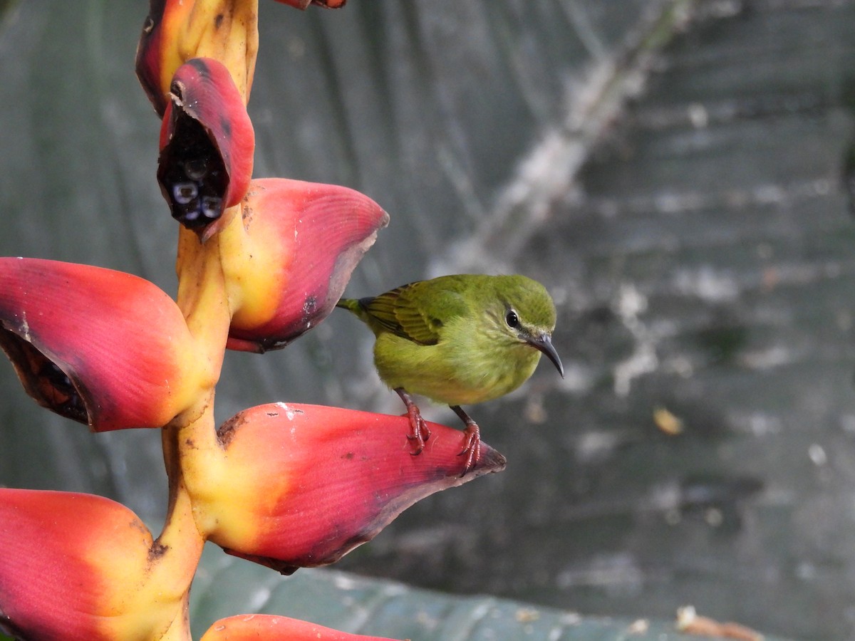 Танагра-медоїд бірюзова - ML645527106