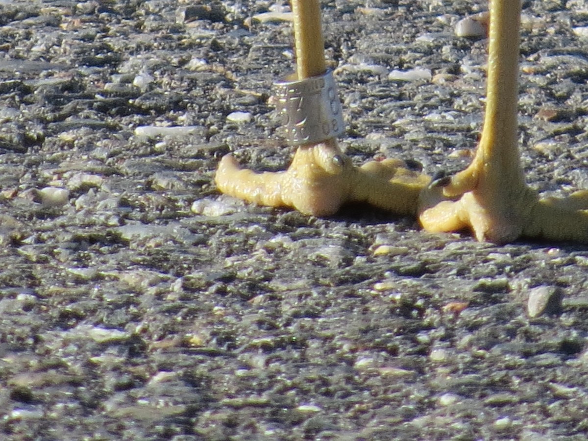 ringnebbmåke - ML645527107