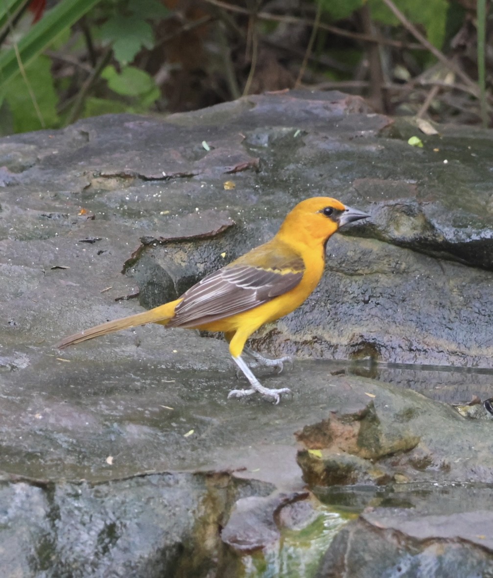 Altamira Oriole - ML645527118