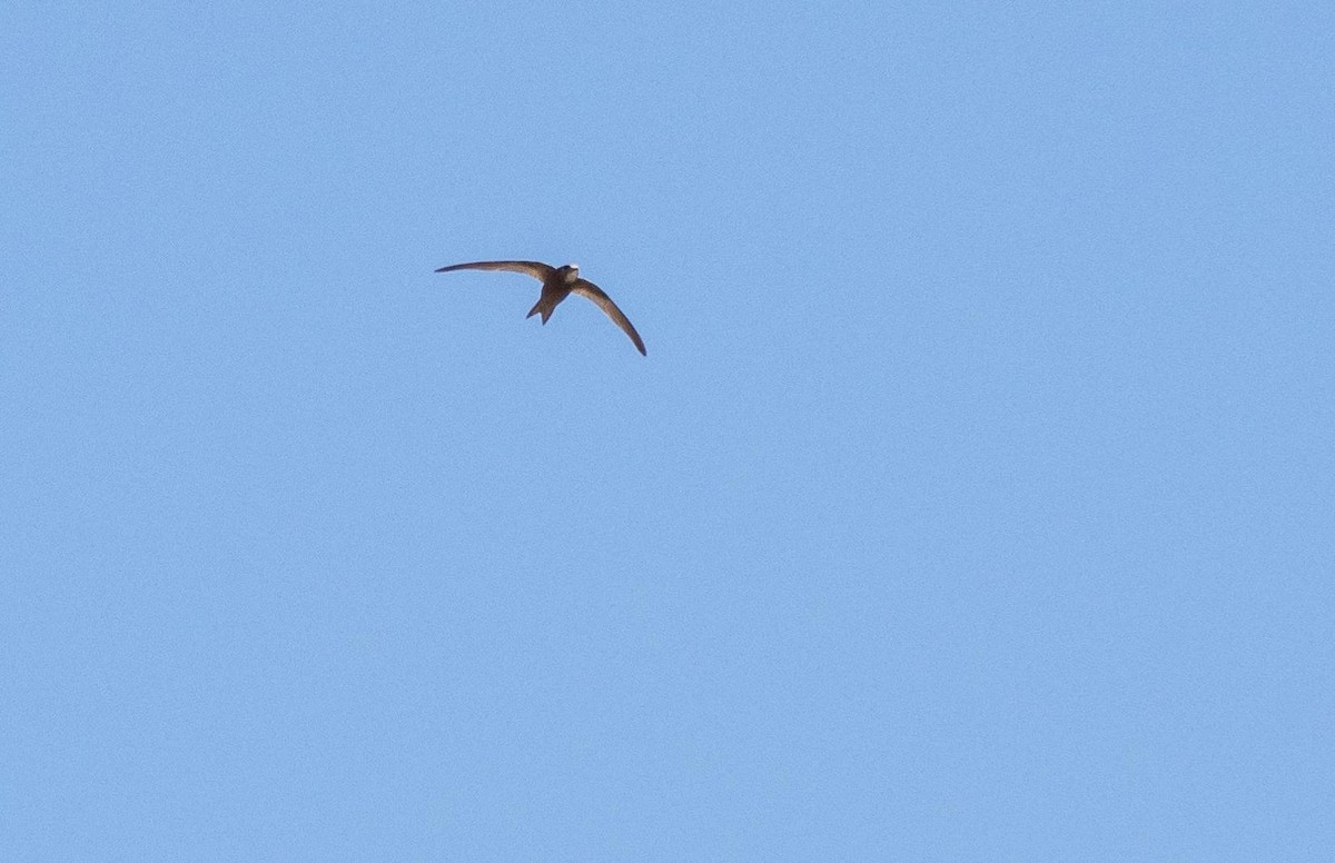 Common Swift - ML645527130