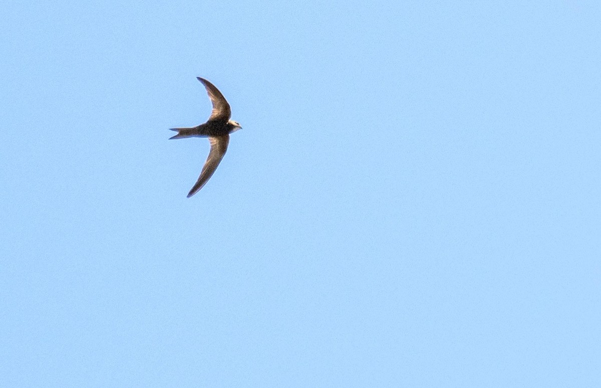 Common Swift - ML645527131