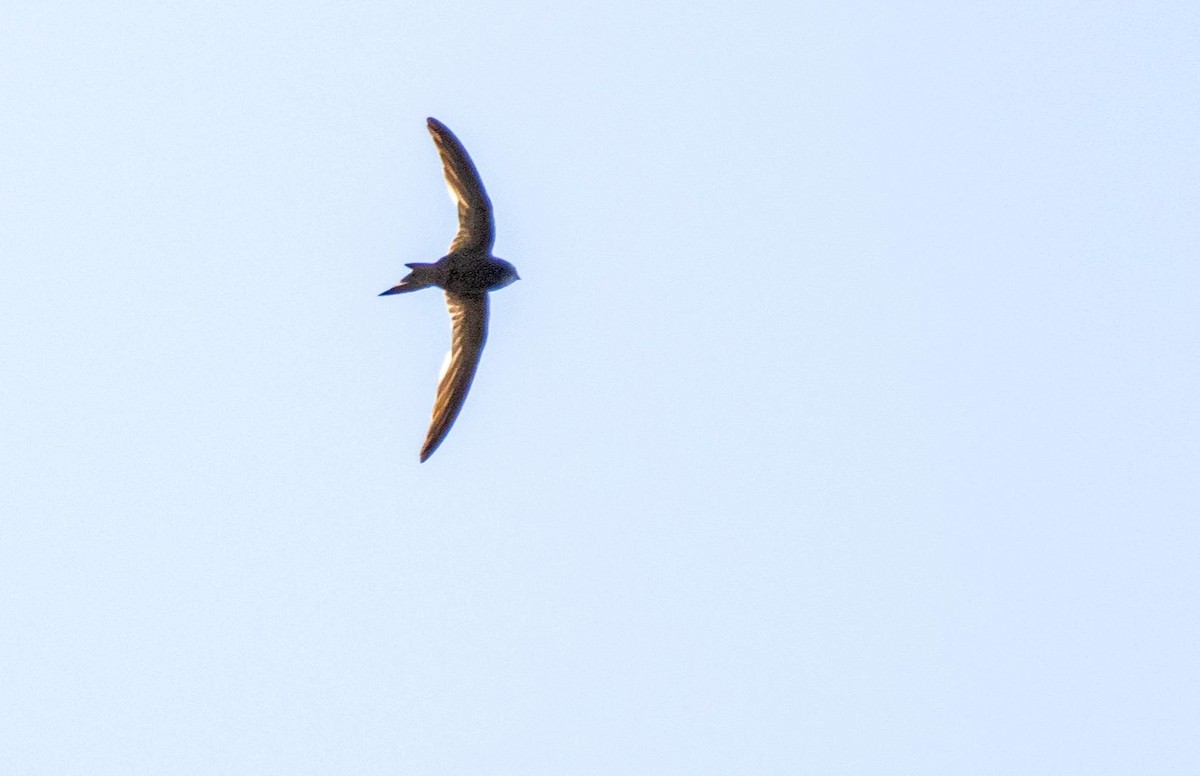 Common Swift - ML645527132