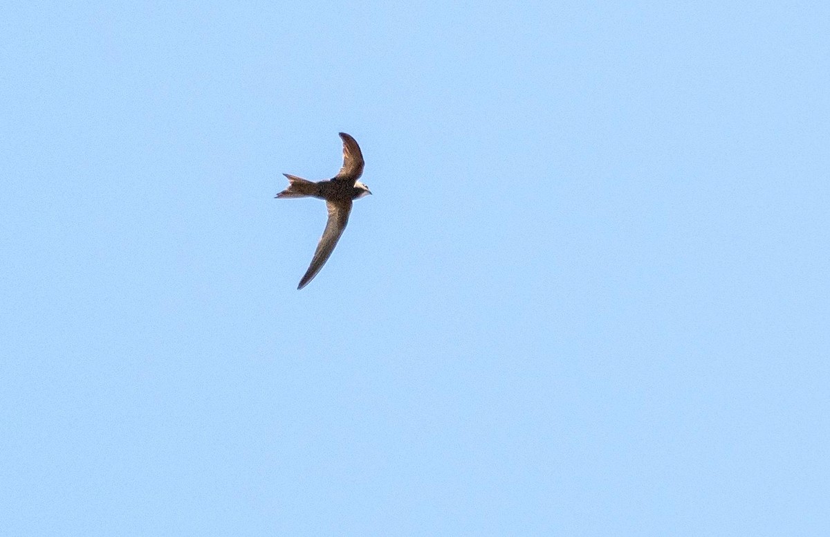 Common Swift - ML645527133