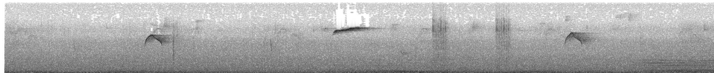 White-fronted Tyrannulet - ML645527144