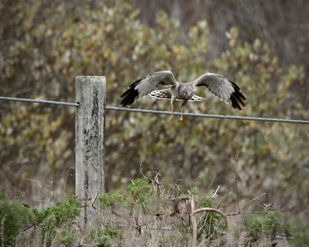 זרון אמריקני - ML645527151