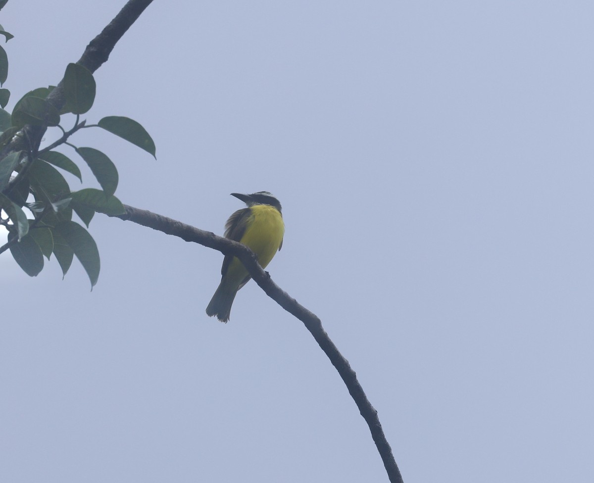 Boat-billed Flycatcher - ML645527174