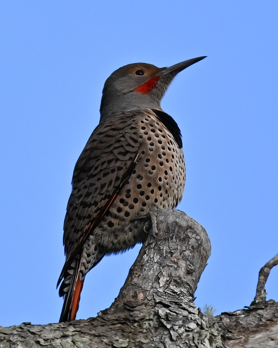 Northern Flicker - ML645527185