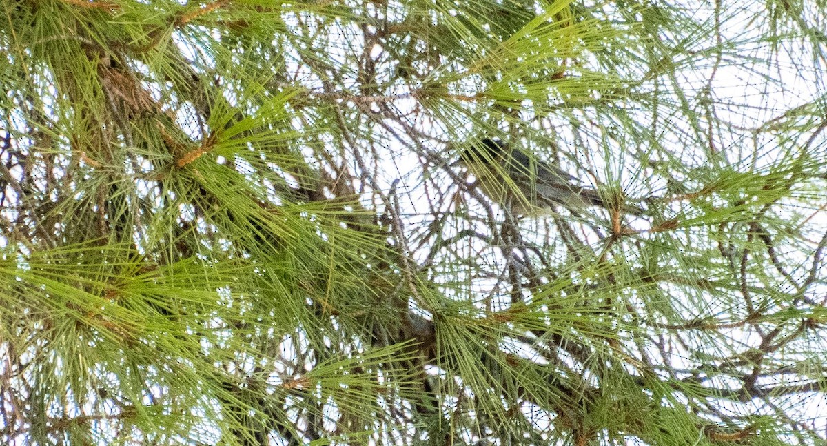 Sardinian Warbler - ML645527193