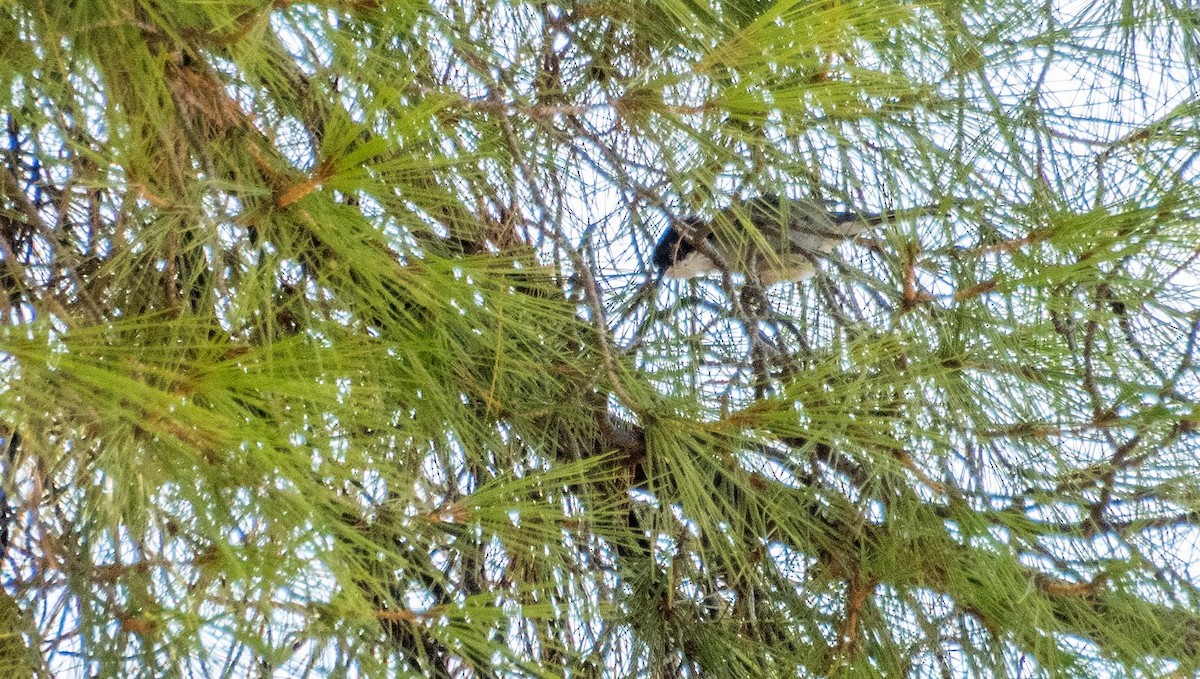 Sardinian Warbler - ML645527194