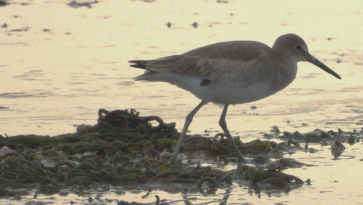 Willet (Western) - ML645527203