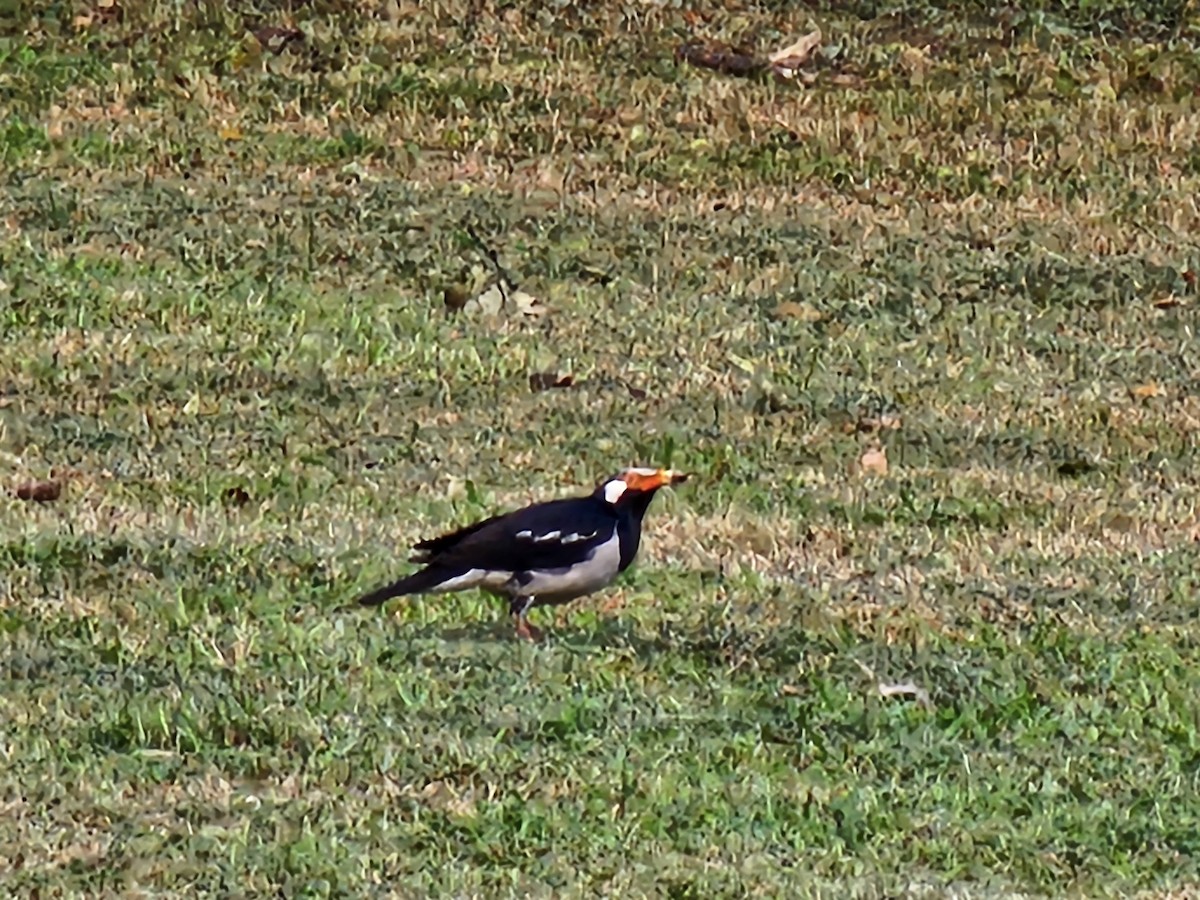 Siamese Pied Starling - ML645527207