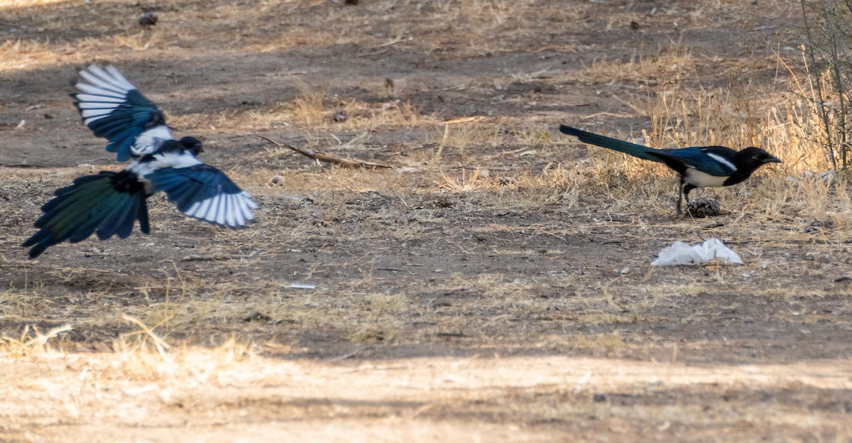 Eurasian Magpie - ML645527216