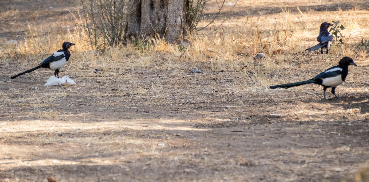 Eurasian Magpie - ML645527218