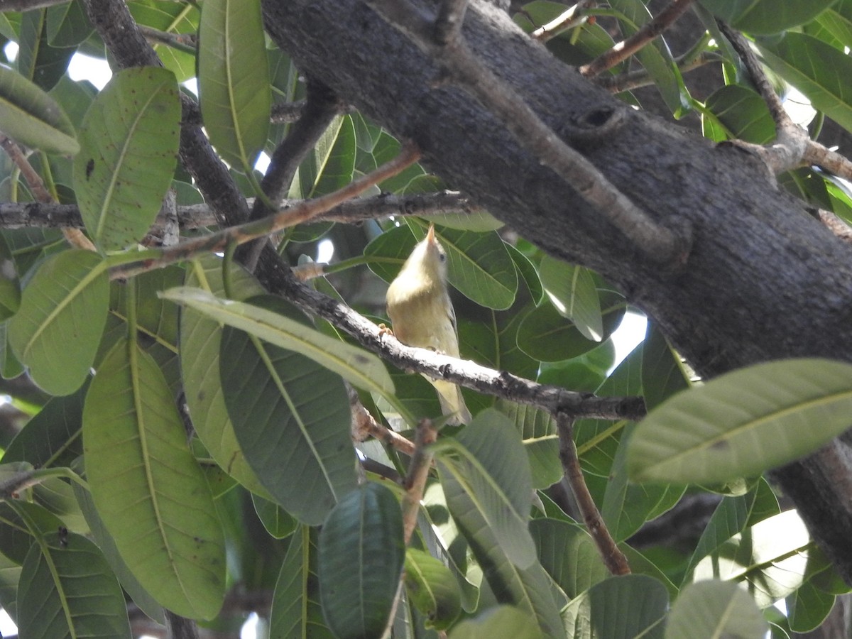 passerine sp. - ML645527219