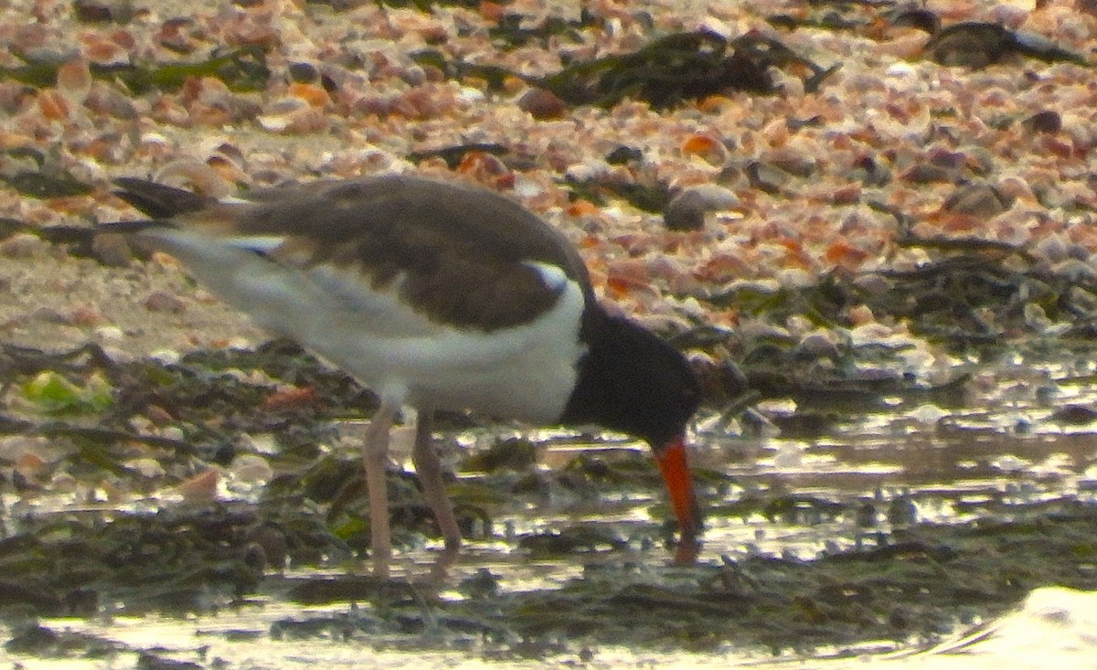 American Oystercatcher - ML645527220