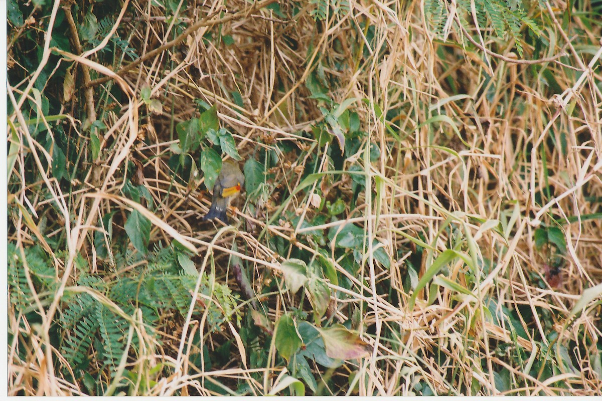 Red-billed Leiothrix - ML645527221