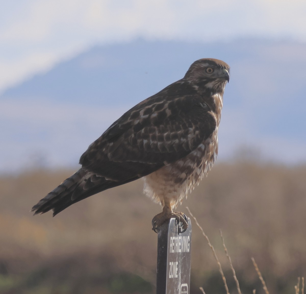 Red-tailed Hawk (calurus/alascensis) - ML645527224
