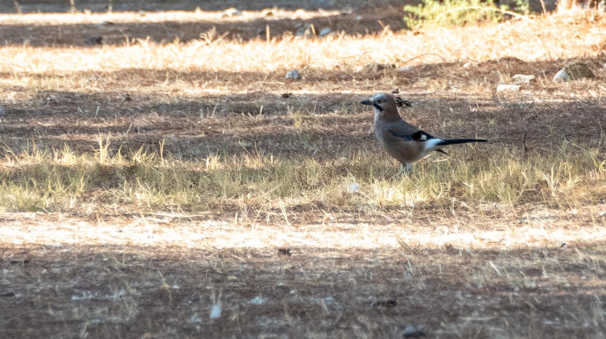 Eurasian Jay - ML645527227