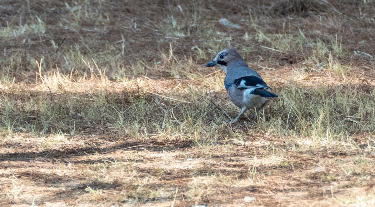 Eurasian Jay - ML645527228