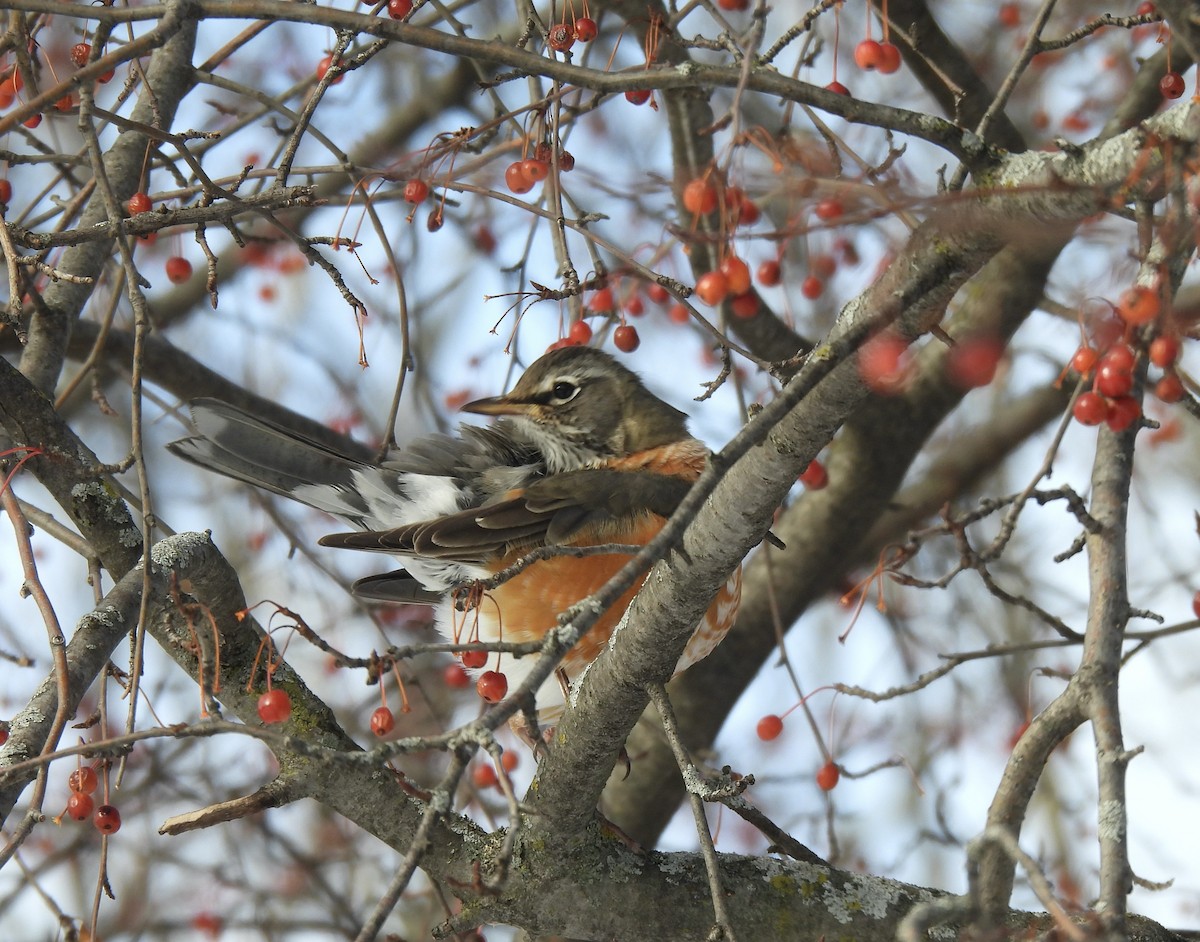American Robin - ML645527230