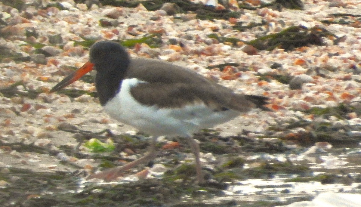 American Oystercatcher - ML645527231