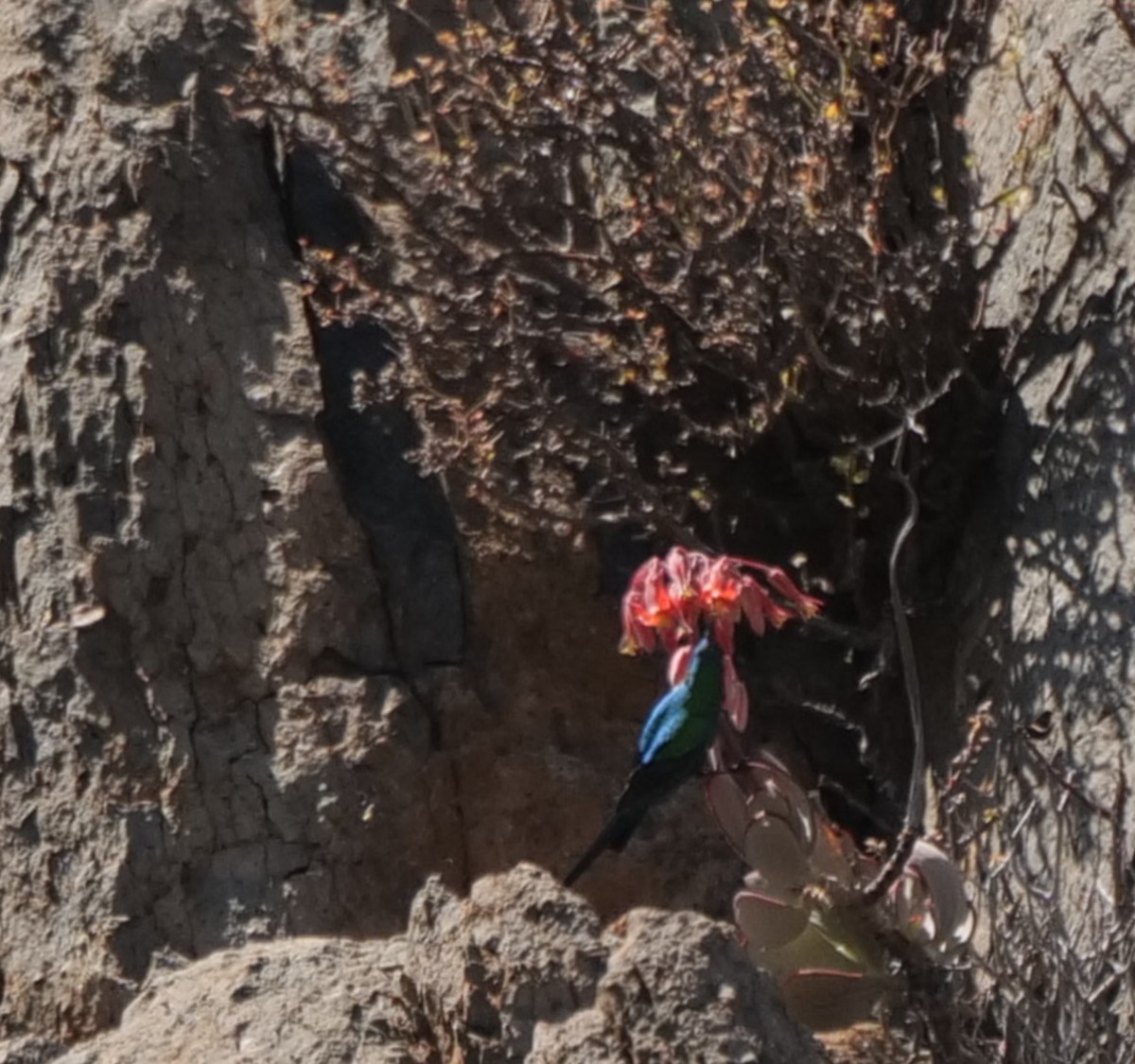 Malachite Sunbird - ML645527232