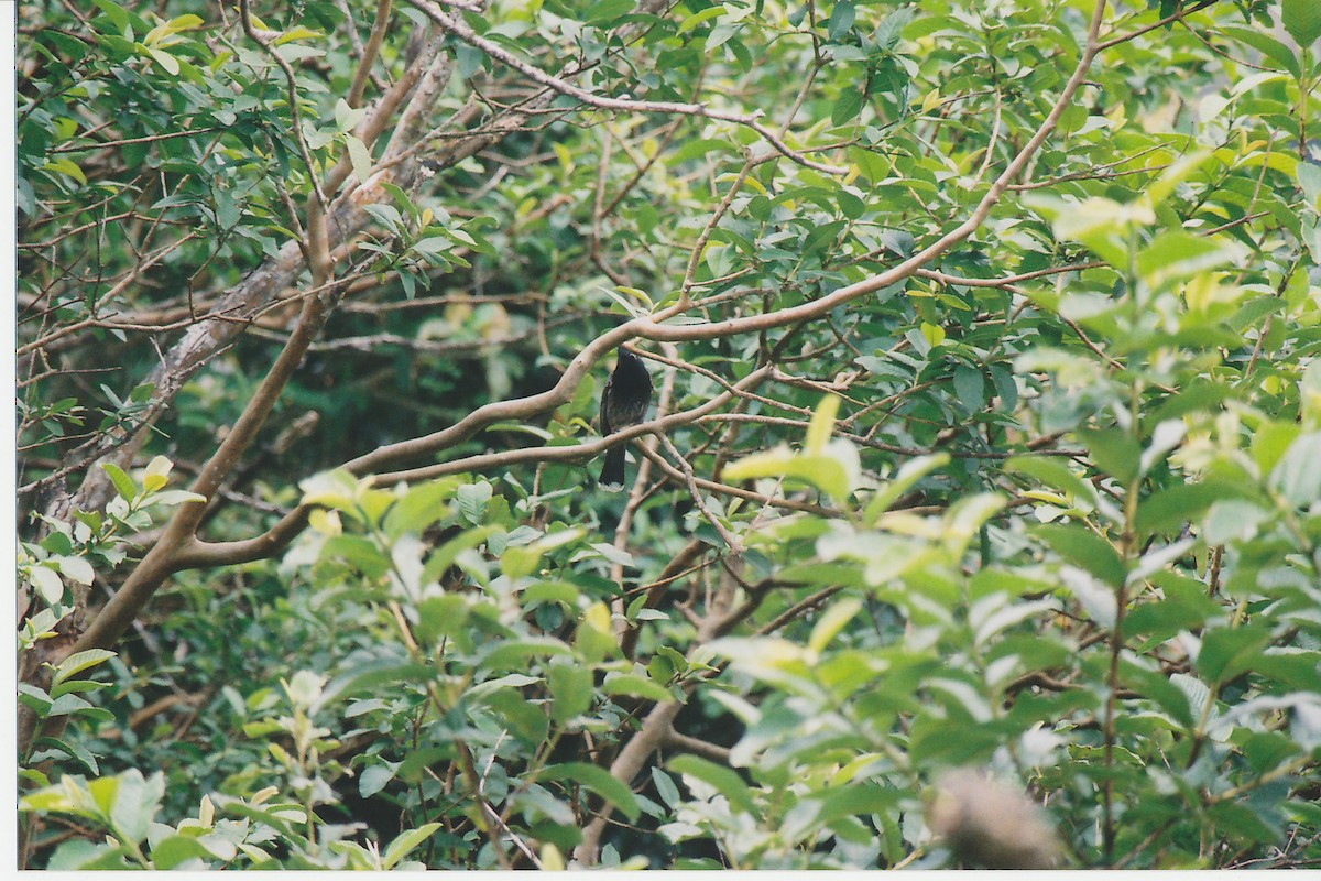 Red-vented Bulbul - ML645527234