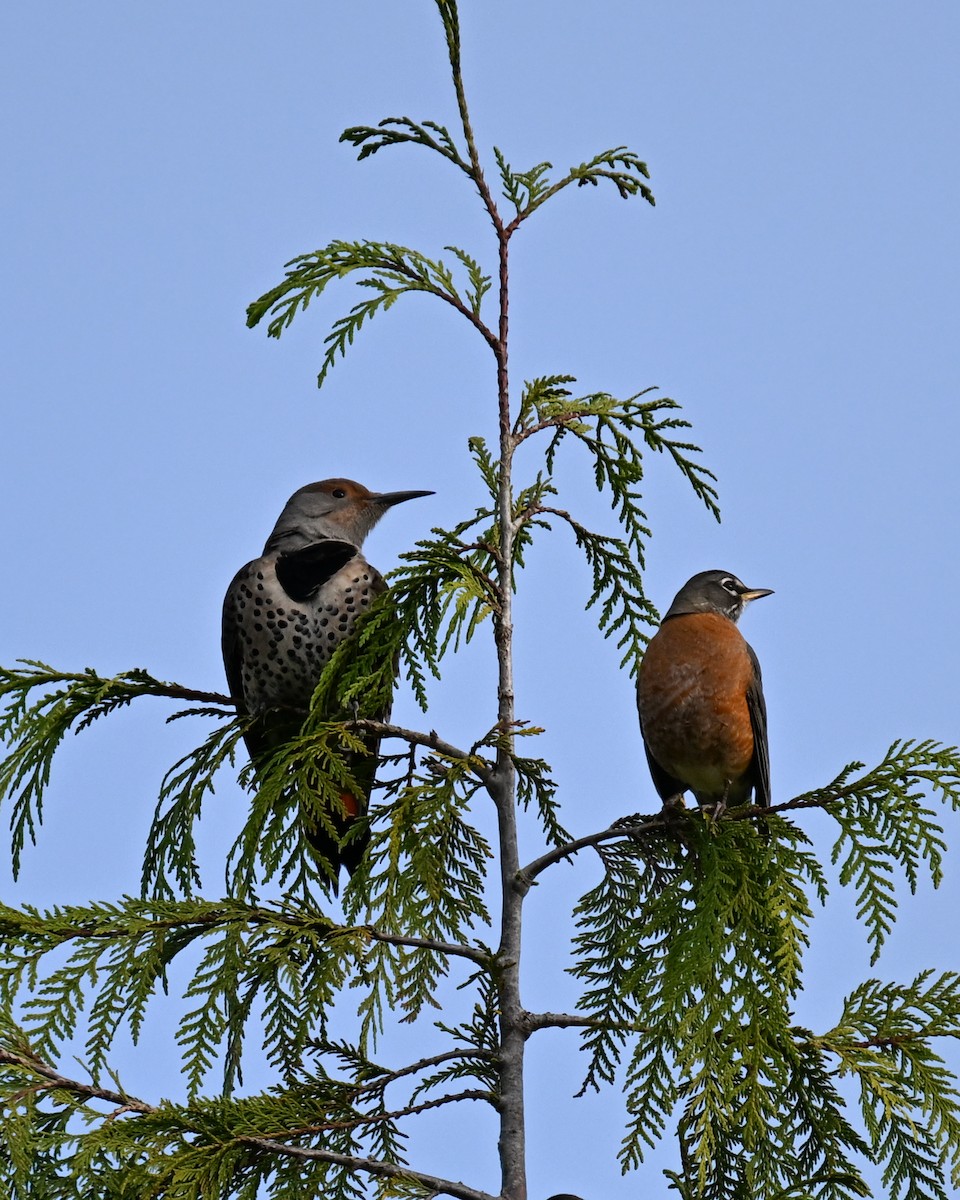 Northern Flicker - ML645527239