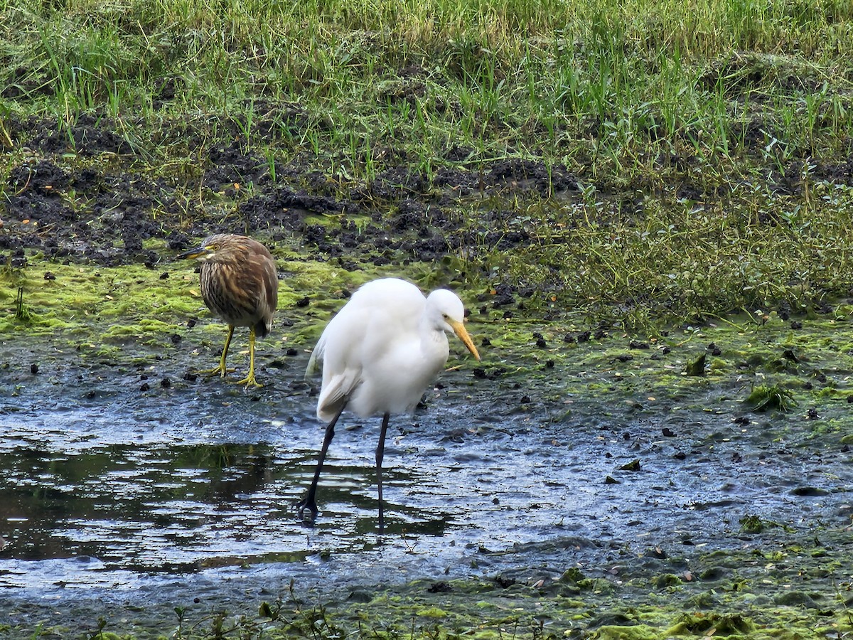 Medium Egret - ML645527240