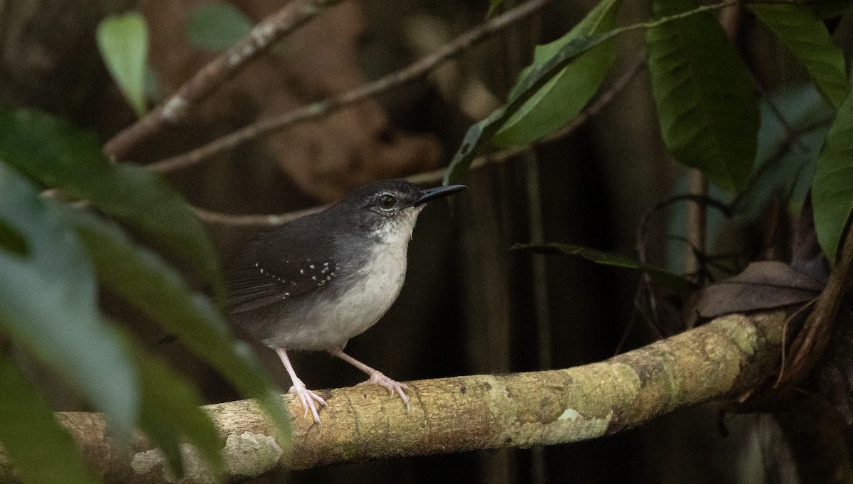 Silvered Antbird - ML645527242