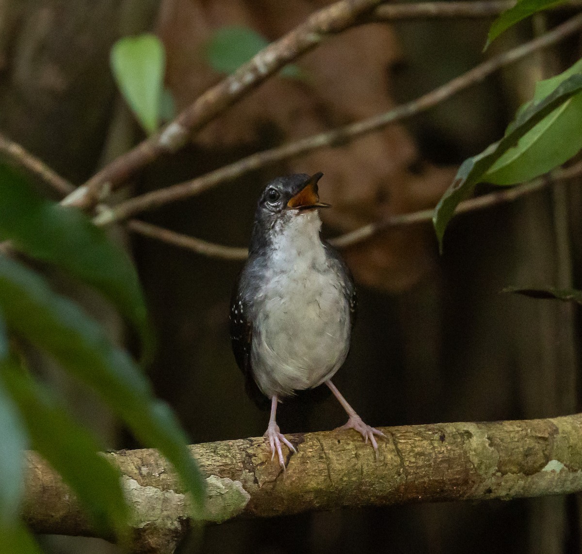 Silvered Antbird - ML645527243