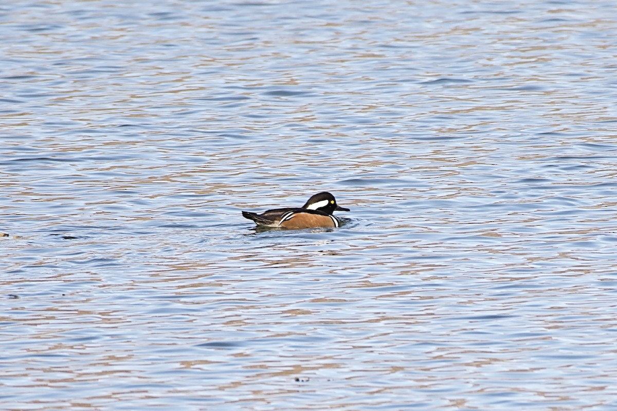 Hooded Merganser - ML645527248