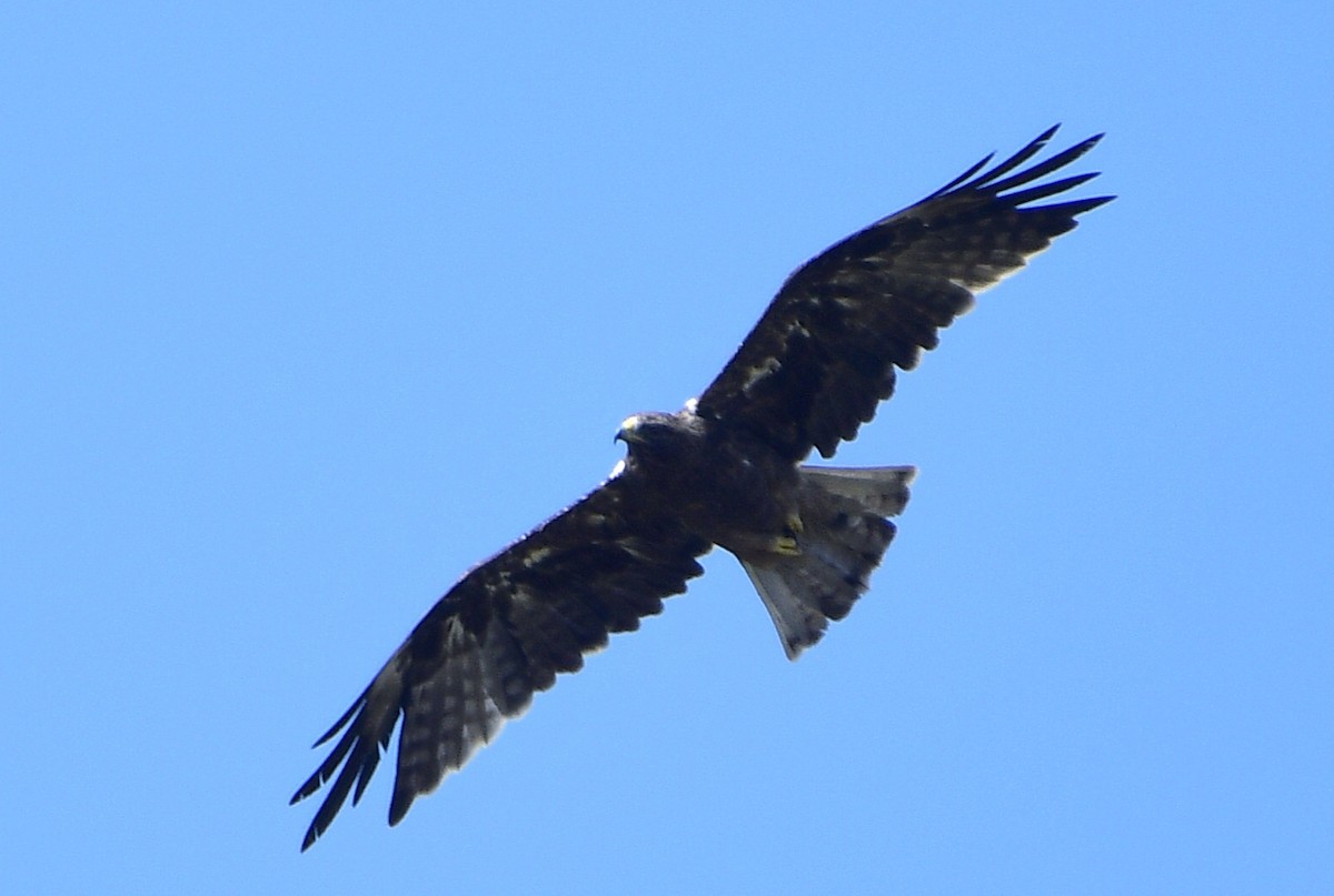 Booted Eagle - ML645527249