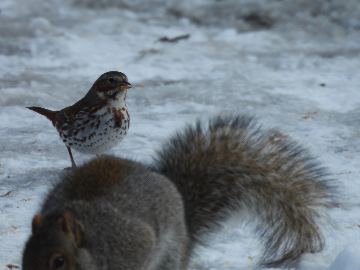 Fox Sparrow - ML645527250