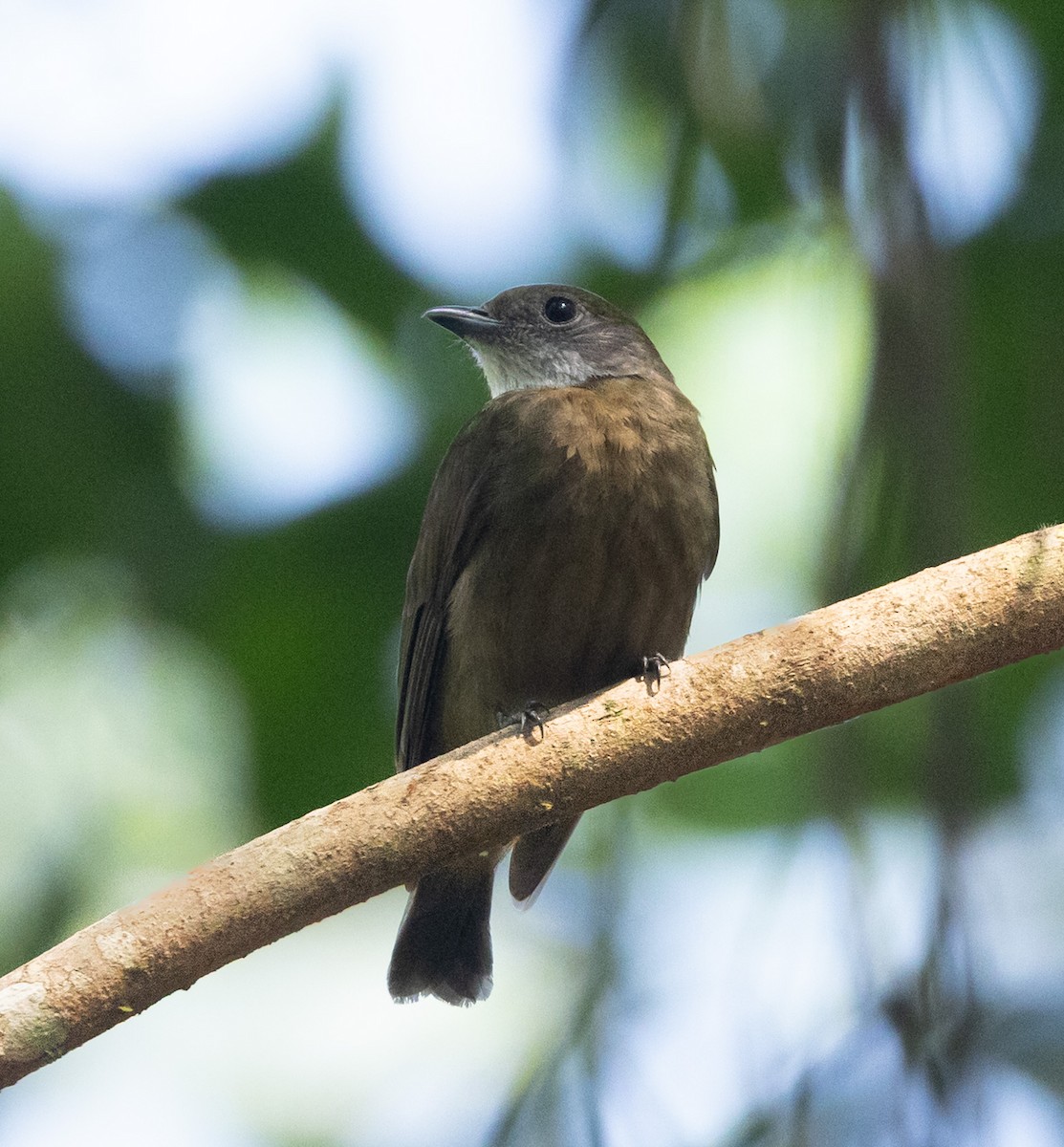 Orange-crowned Manakin - ML645527252