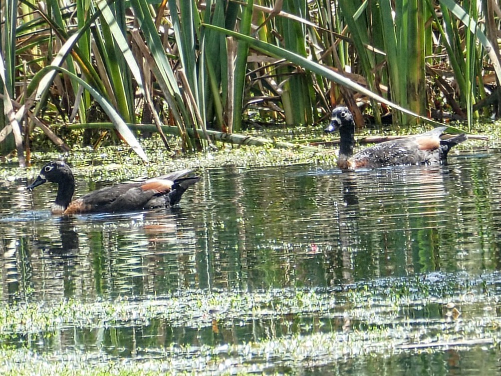 Australian Shelduck - ML645527254