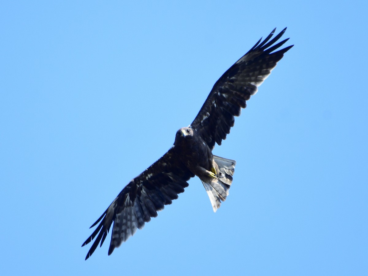 Booted Eagle - ML645527270
