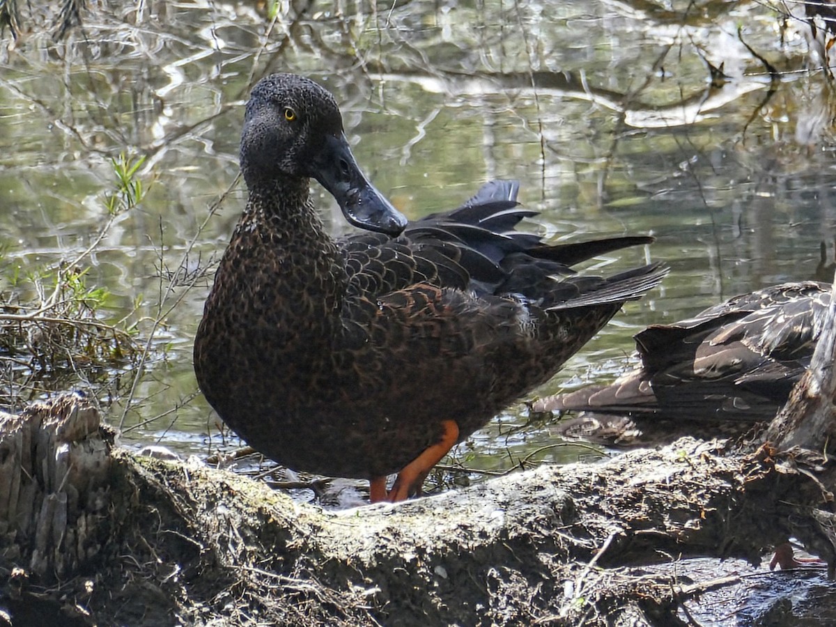 Австралийская широконоска - ML645527276