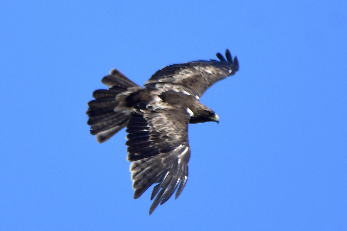 Booted Eagle - ML645527277
