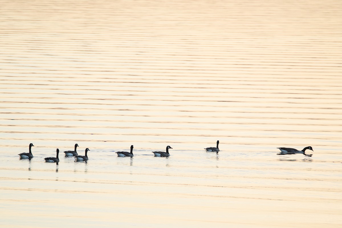 カナダガン - ML645527283