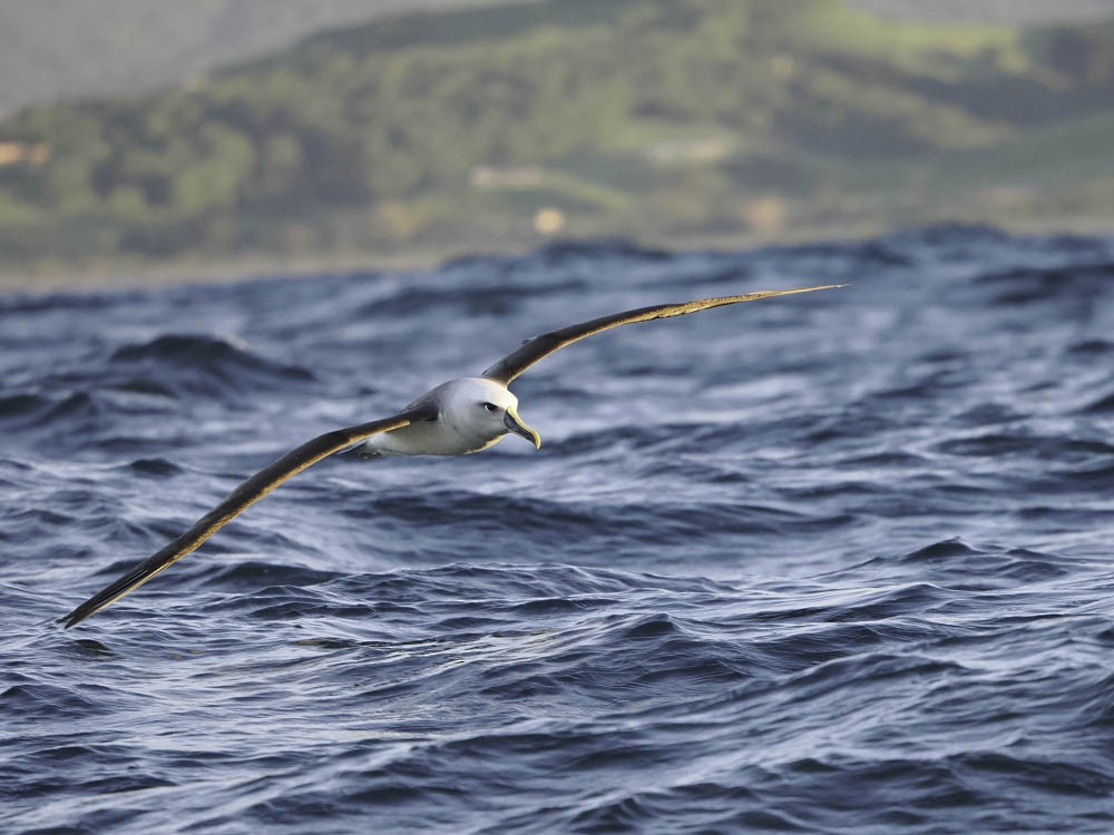 ニュージーランドアホウドリ - ML645527294