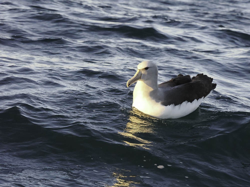 ハジロアホウドリ - ML645527295