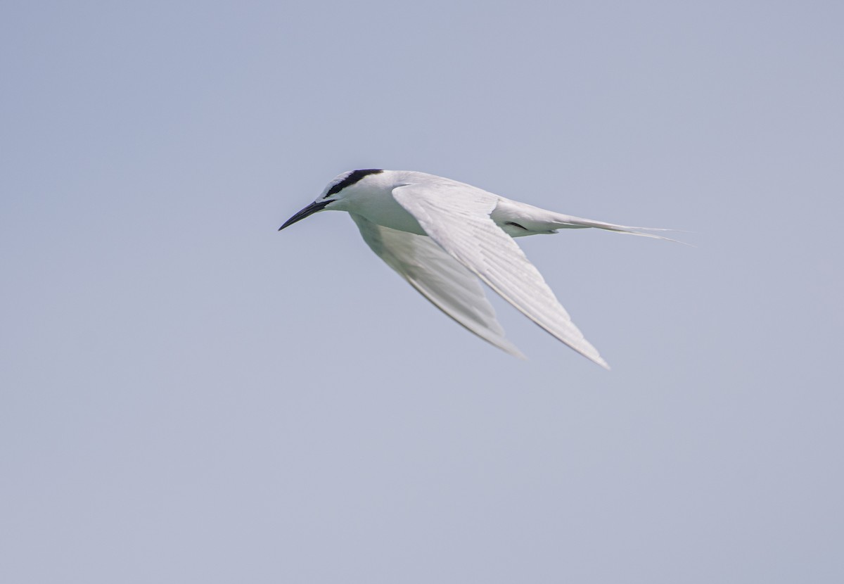 Black-naped Tern - ML645527300