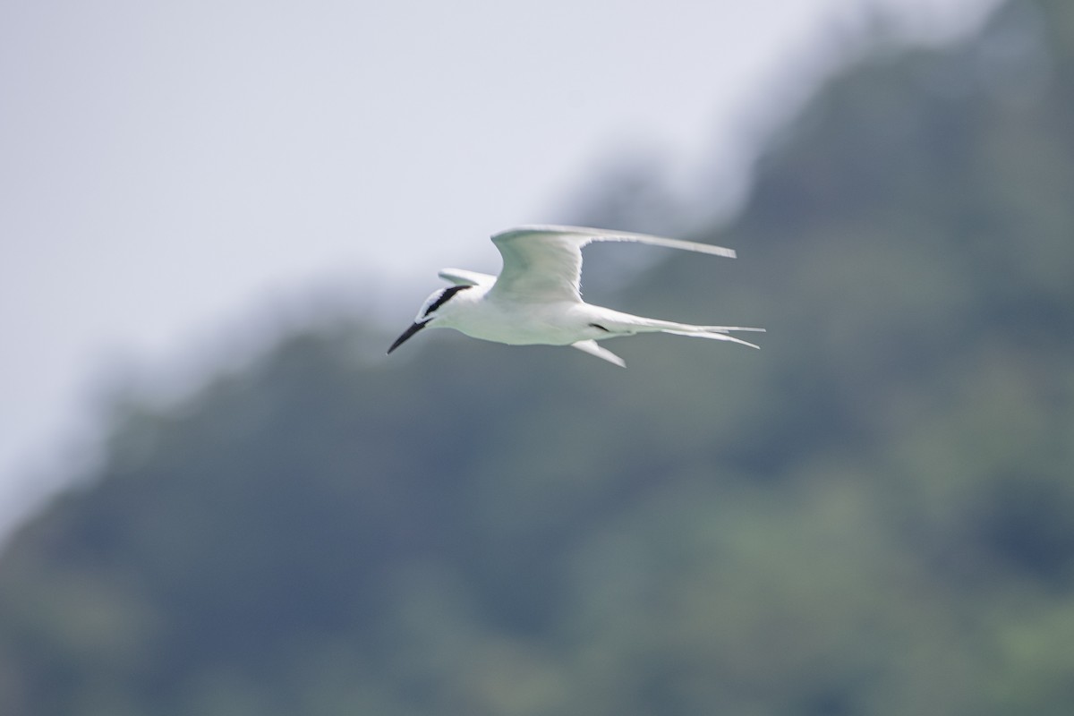 Black-naped Tern - ML645527302