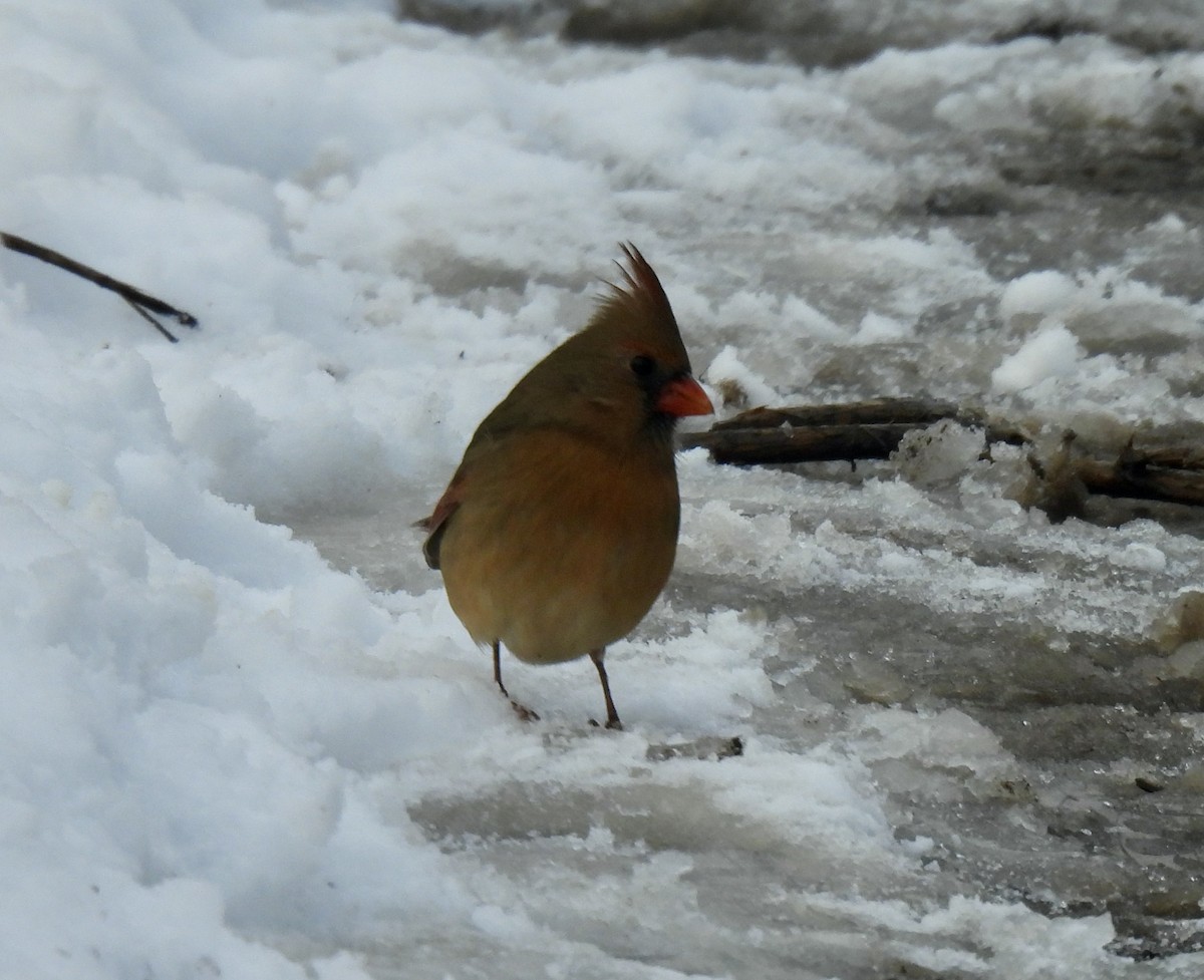Cardinal rouge - ML645527310