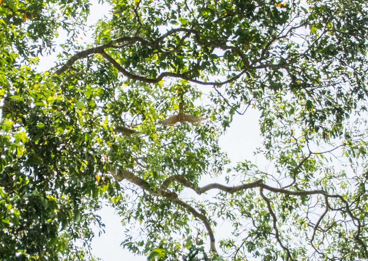 Shikra - ML645527314