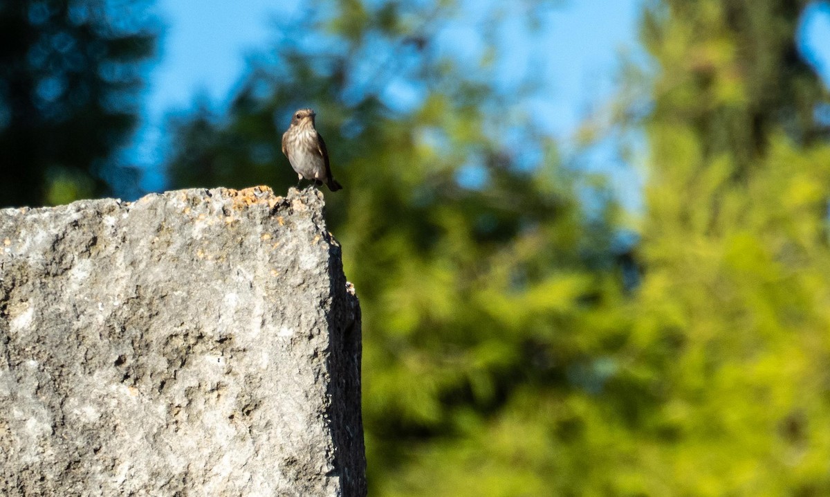 Papamoscas Gris - ML645527315